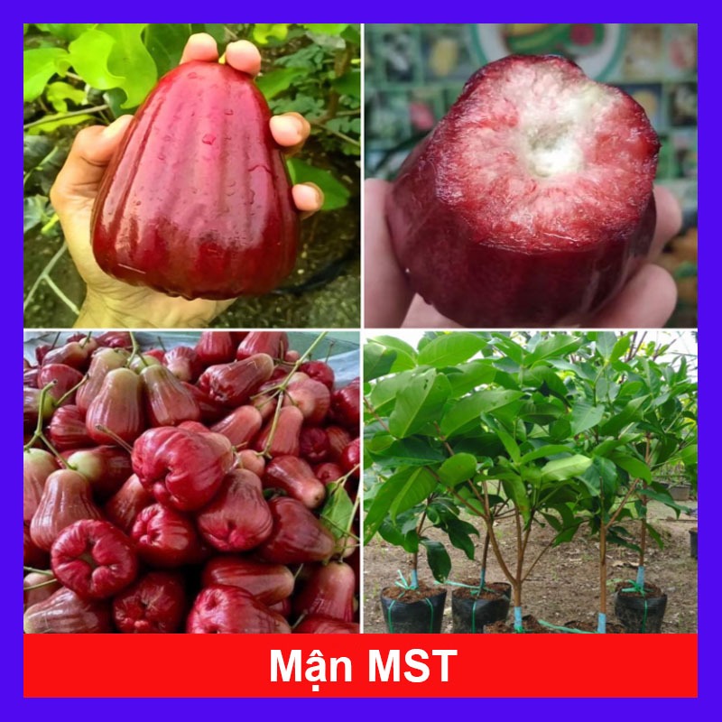 Cây mận mst ( cây mận hồng sóc trăng ) cây ăn quả có thể trồng chậu cho trái ngon ngọt như đường