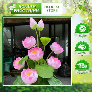 Cành sen thái vip 70cm -cành hoa sen 3bông 1nụ giả trang trí cao cấp