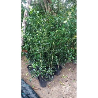 cây chúc lớn 3 năm tuổi, gốc to, rễ mạnh