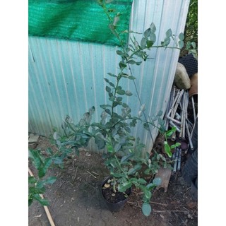 cây chanh thái, chanh chúc lớn, cây chúc cao 1m5 gốc to nhanh trái