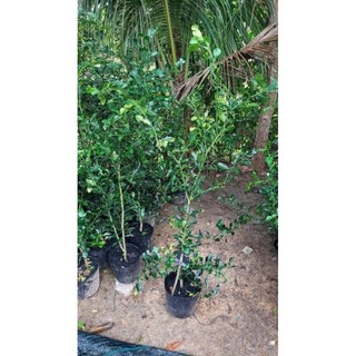 cây chúc lớn 3 năm tuổi, gốc to, rễ mạnh