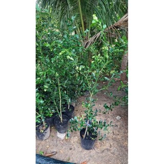 cây chúc lớn 3 năm tuổi, gốc to, rễ mạnh