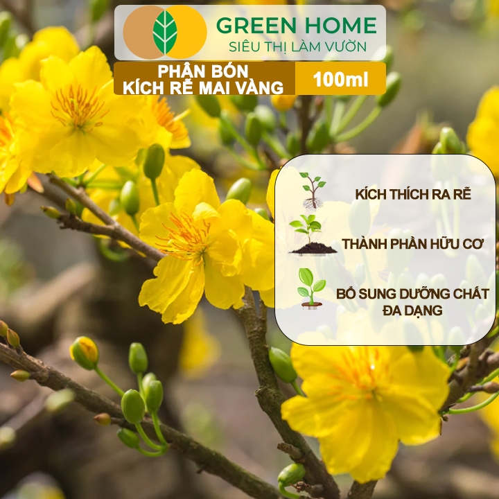 Review Phân Bón Kích Rễ Mai Vàng GreenHome 100ml - Ra Rễ Cực Mạnh, Chuyên Mai Vàng