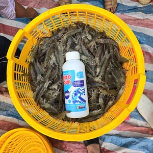 "MEN ĐƯỜNG RUỘT DẠNG NƯỚC – GIẢI PHÁP VÀNG CHO TIÊU HÓA KHỎE, VẬT NUÔI LỚN NHANH!"