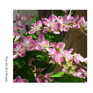 Hoa thiên sứ - lan hải đường 1 nhánh 70cm hoa cao cấp #hoa_trang_trí #lan_hải_đường #hoa_thiên_sứ #bình_hoa_trang_trí