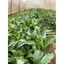 Cây Nhàu giống (mua 10 tặng 1)
