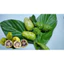 Cây Nhàu giống (mua 10 tặng 1)