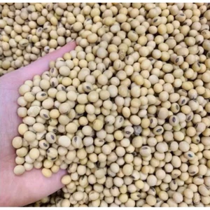 Đậu tương vàng, đậu nành sống -10 kg