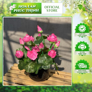 Cụm sen nhí- hoa sen nhí giả trang trí #cụm_sen_nhí #hoa_sen_giả_trang_trí #hoa_trang_trí