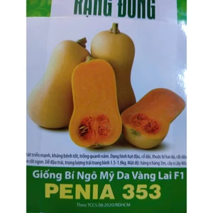 HẠT GIỐNG BÍ NGÔ MỸ DA VÀNG RD 353