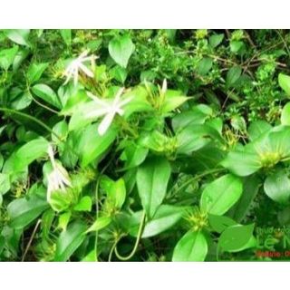 Chè Vằng Sẻ Lá Ngọc Hỗ Trợ Giảm Cân, Giảm Mỡ Máu, Lợi Sữa Sau Sinh Gói 500g