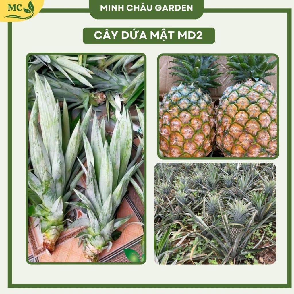 Cây giống Dứa Md2/ Dứa mật siêu ngọt/ Cho năng suất cao ( ảnh thật số 2 ...
