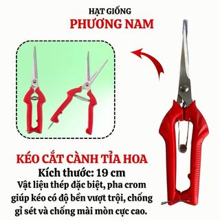 Kéo Cắt Tỉa Cành Mũi Thẳng + Mũi Cong Phương Nam – Dụng Cụ Làm Vườn, Cắt Cành Hoa.