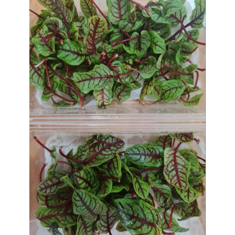 Lá nhút chua vân đỏ Sorrel 12g / Rau gia vị | Shopee Việt Nam