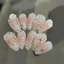 NAIL BOX CÔ DÂU THẠCH GẠO OMBRE MIX CHARM HOA