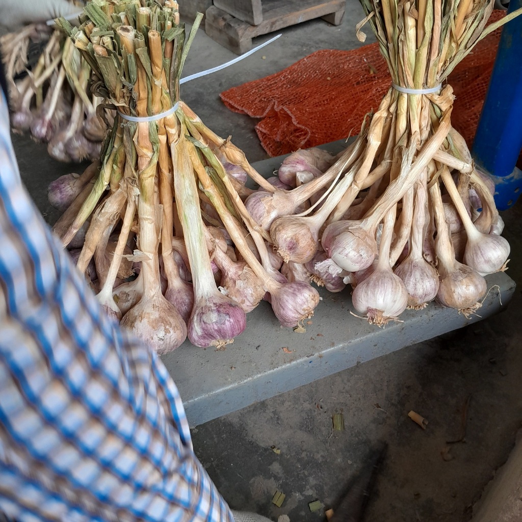 Tỏi ta khô kinh môn 3kg Hải Dương .