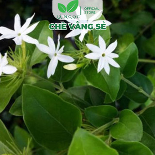 Chè Vằng Sẻ Lá Ngọc Hỗ Trợ Giảm Cân, Giảm Mỡ Máu, Lợi Sữa Sau Sinh Gói 500g