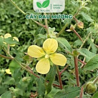 Cây Rau Mương Khô Lá Ngọc Hỗ Trợ Tốt Các Bệnh Về Dạ Dày Gói 500g