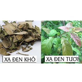 Xạ Đen Hòa Bình Lá Ngọc Thượng Hạng Hỗ Trợ Các Bệnh Về Gan Gói 500g
