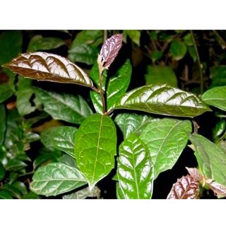 Xạ Đen Hòa Bình Lá Ngọc Thượng Hạng Hỗ Trợ Các Bệnh Về Gan Gói 500g