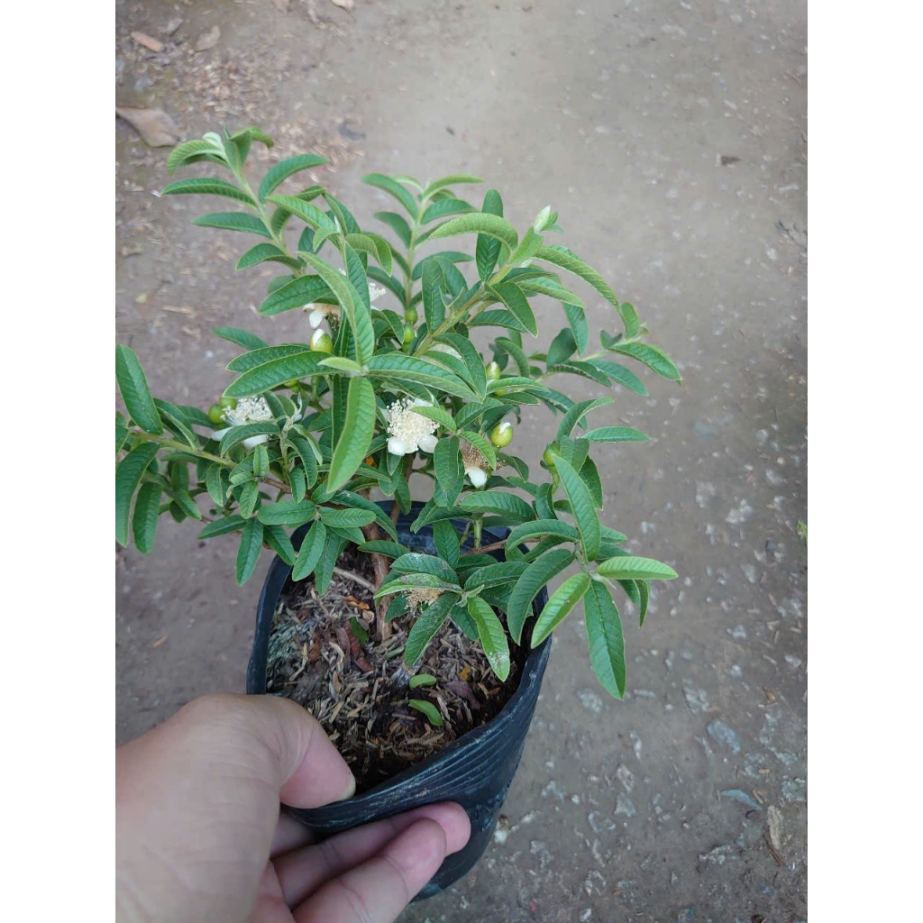 Cây Ổi Lá Kim ( ổi sẻ ) - cây ăn quả