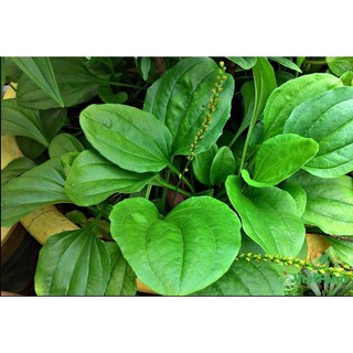 Mã Đề Khô Hỗ Trợ Tiêu Hóa Và Thanh Lọc Cơ Thể Thương Hiệu Lá Ngọc Gói 1kg