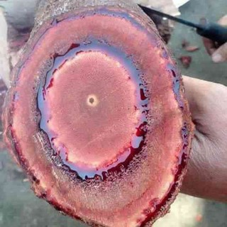 Cây Cỏ Máu Sấy Khô Lá Ngọc Bổ Khí Huyết, Tăng Cân, Lợi Sữa Gói 500g