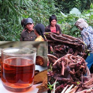 Cây Cỏ Máu Sấy Khô Lá Ngọc Bổ Khí Huyết, Tăng Cân, Lợi Sữa Gói 500g