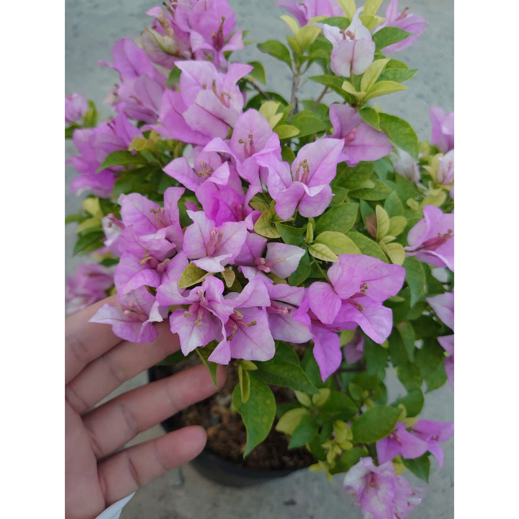 Hoa Giấy Tím Tuyết - cây cảnh đẹp trang trí sân vườn