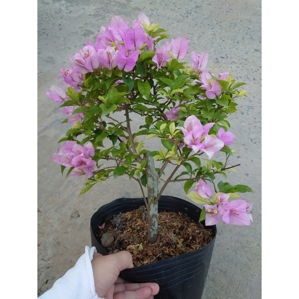 Hoa Giấy Tím Tuyết - cây cảnh đẹp trang trí sân vườn
