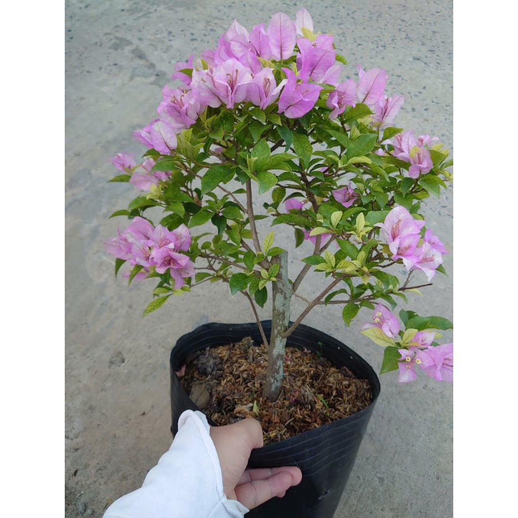 Hoa Giấy Tím Tuyết - cây cảnh đẹp trang trí sân vườn