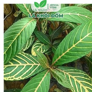 Lá Khôi Đốm Thảo Dược Thương Hiệu Lá Ngọc Hỗ Trợ Điều Trị Dạ Dày Gói 1kg