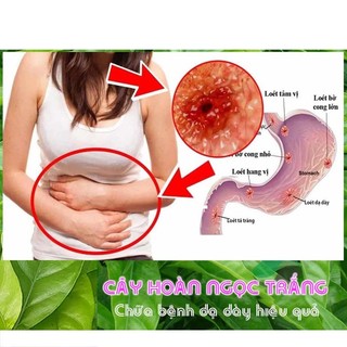 Cây Hoàn Ngọc Thảo Dược Thiên Nhiên Tốt Cho Sức Khỏe Thương Hiệu Lá Ngọc Gói 1kg
