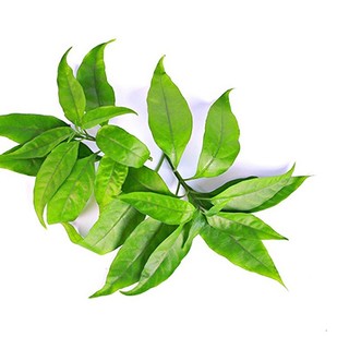 Cây Hoàn Ngọc Thảo Dược Thiên Nhiên Tốt Cho Sức Khỏe Thương Hiệu Lá Ngọc Gói 1kg