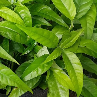 Cây Hoàn Ngọc Thảo Dược Thiên Nhiên Tốt Cho Sức Khỏe Thương Hiệu Lá Ngọc Gói 1kg
