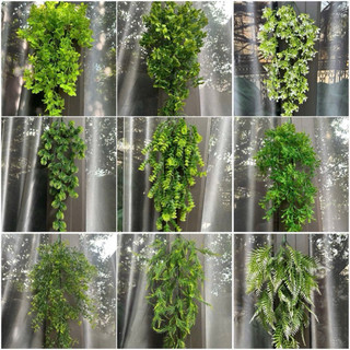 Chùm dây lá leo các mẫu tuyển chọn- Cây lá giả treo tường