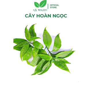 Cây Hoàn Ngọc Thảo Dược Thiên Nhiên Tốt Cho Sức Khỏe Thương Hiệu Lá Ngọc Gói 1kg