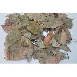 Lá Vông Nem Thảo Dược Thiên Nhiên Hỗ Trợ Thư Giãn, Cải Thiện Giấc Ngủ