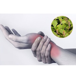 Cây Cỏ Xước Khô Lá Ngọc Hỗ Trợ Xương Khớp, Cải Thiện Sức Khỏe Gói 500g