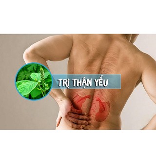 Cây Cỏ Xước Khô Lá Ngọc Hỗ Trợ Xương Khớp, Cải Thiện Sức Khỏe Gói 500g
