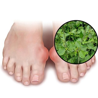 Cây Cỏ Xước Khô Lá Ngọc Hỗ Trợ Xương Khớp, Cải Thiện Sức Khỏe Gói 500g