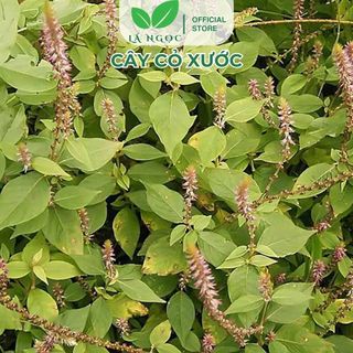 Cây Cỏ Xước Khô Lá Ngọc Hỗ Trợ Xương Khớp, Cải Thiện Sức Khỏe Gói 500g