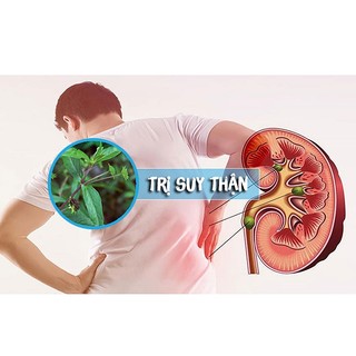 Cây Nhọ Nồi Thảo Dược Thiên Nhiên Hỗ Trợ Thanh Nhiệt, Cải Thiện Sức Khỏe Thương hiệu Lá Ngọc 1kg