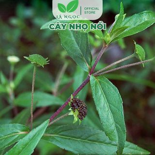 Cây Nhọ Nồi Thảo Dược Thiên Nhiên Hỗ Trợ Thanh Nhiệt, Cải Thiện Sức Khỏe Thương hiệu Lá Ngọc 1kg