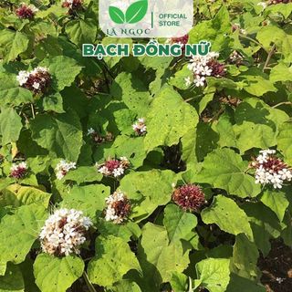 Cây Bạch Đồng Nữ Thảo Dược Thiên Nhiên Góp Phần Thanh Nhiệt, Cân Bằng Cơ Thể