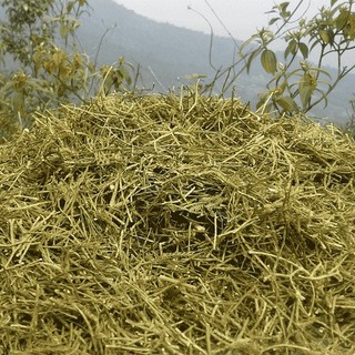 Cây Thông Đất Lá Ngọc Cải Thiện Sức Khỏe, Hỗ Trợ Tuần Hoàn Gói 500g