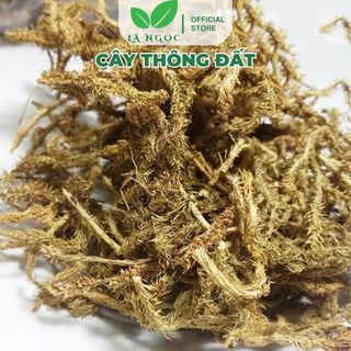 Cây Thông Đất Lá Ngọc Cải Thiện Sức Khỏe, Hỗ Trợ Tuần Hoàn Gói 500g