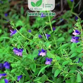 Nhân Trần Khô Lá Ngọc Hỗ Trợ Thanh Nhiệt, Làm Mát cơ Thể Gói 500g