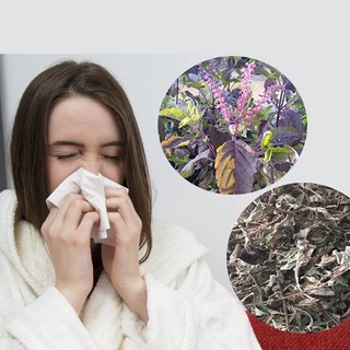 Cây Hương Nhu Khô Lá Ngọc Hỗ Trợ Thư Giãn, Thanh Lọc Cơ Thể, Gói 500g