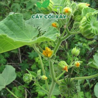 Cây Cối Xay Khô Lá Ngọc Hỗ Trợ Thải Độc, Thanh Nhiệt Cơ Thể Gói 500g